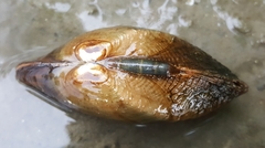 Alasmidonta marginata