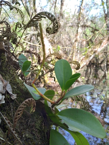 Peperomia obtusifolia