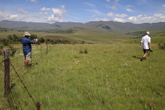 Satyrium sphaerocarpum