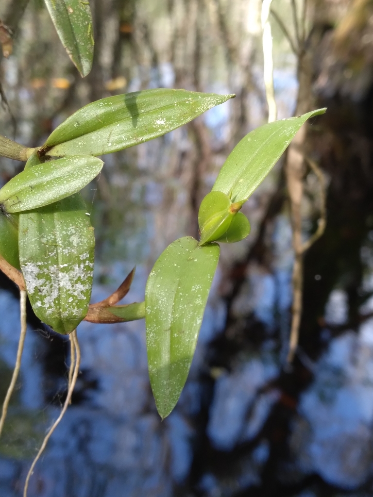 Encyclia pygmaea (Hook.) Dressler