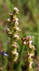 Disperis cardiophora