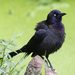 Florida Grackle - Photo (c) Dennis Church, some rights reserved (CC BY-NC-ND)
