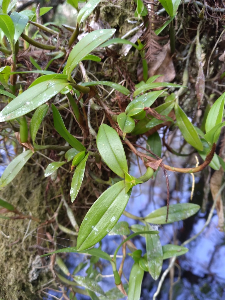 Encyclia pygmaea (Hook.) Dressler 2