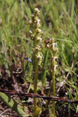Disperis cardiophora