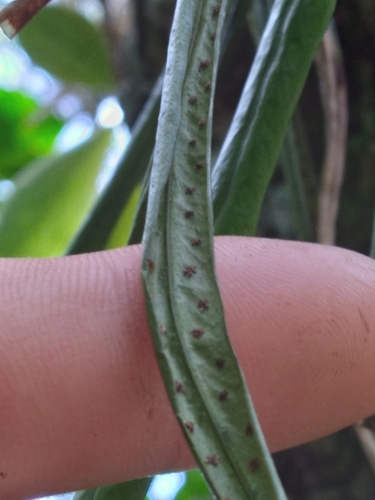 Image of Campyloneurum angustifolium by (c) Scott Ward, some rights reserved (CC BY)