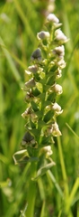 Disperis cardiophora