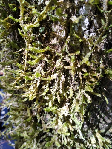 Neckeropsis undulata image