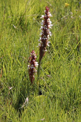 Image of Satyrium sphaerocarpum by (c) Tony Rebelo, some rights reserved (CC BY-SA)