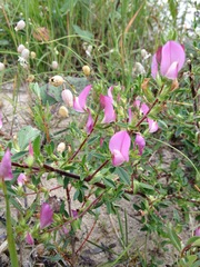 Ononis spinosa austriaca