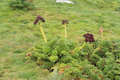 Anisotome latifolia