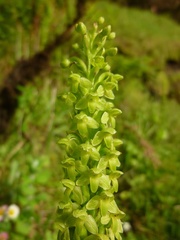 Platanthera pollostantha