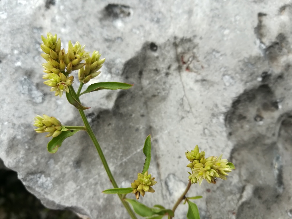Flor de terciopelo