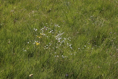 Alepidea natalensis