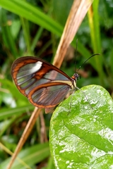Ithomia agnosia