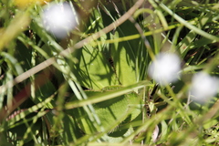 Alepidea natalensis