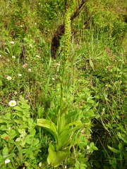 Platanthera pollostantha