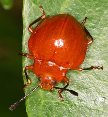 Corynomalus laevigatus