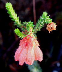 Erica cerinthoides cerinthoides