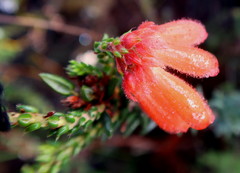 Erica cerinthoides cerinthoides