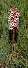 Satyrium sphaerocarpum