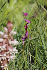 Disperis tysonii