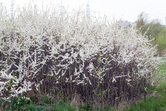 Prunus spinosa