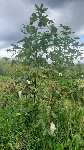 Gossypium barbadense observed 2021-02-16