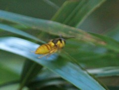 Vespa bicolor