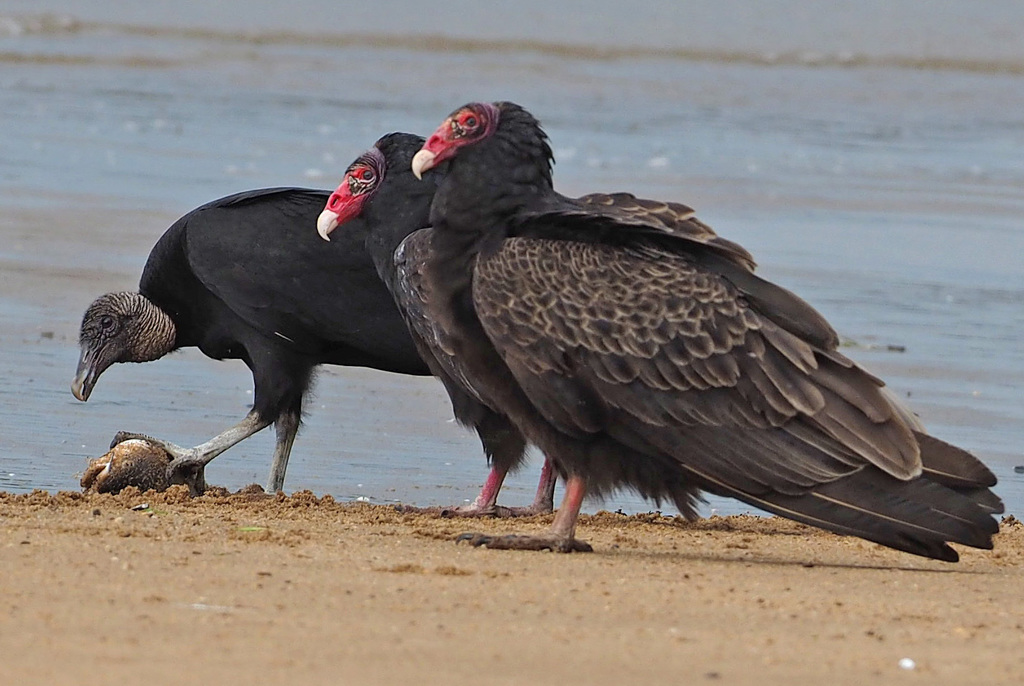 The amazing role turkey vultures play in our ecosystem