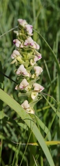 Disperis cardiophora