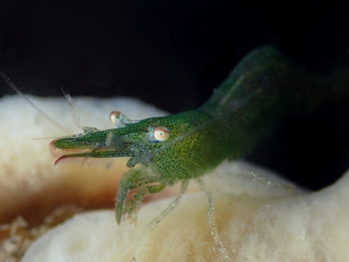Chamaeleon Prawn, photo 2 of 9