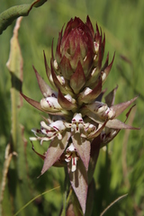 Satyrium cristatum cristatum