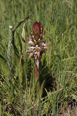 Satyrium cristatum cristatum