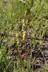 Disperis cardiophora