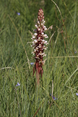 Satyrium cristatum cristatum