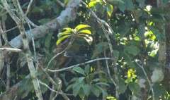 Rhipidura albicollis