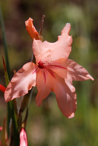 Image of Gladiolus oppositiflorus by (c) Tony Rebelo, some rights reserved (CC BY-SA)