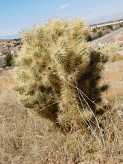 Cylindropuntia