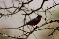 Melaenornis semipartitus