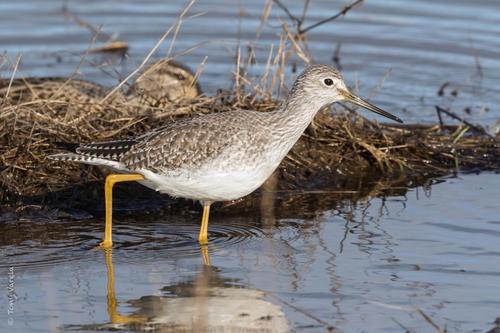 Greater Yellowlegs