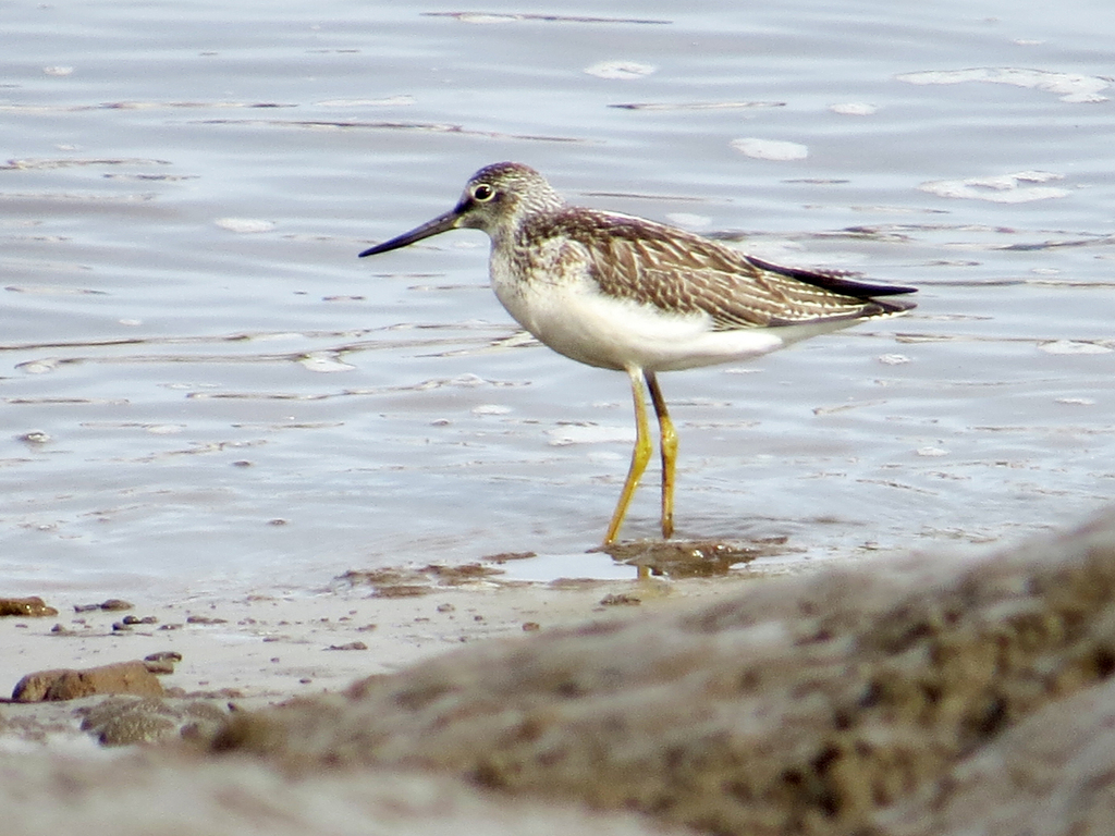 gr-nschenkel-madeira-birds-wasserv-gel-inaturalist