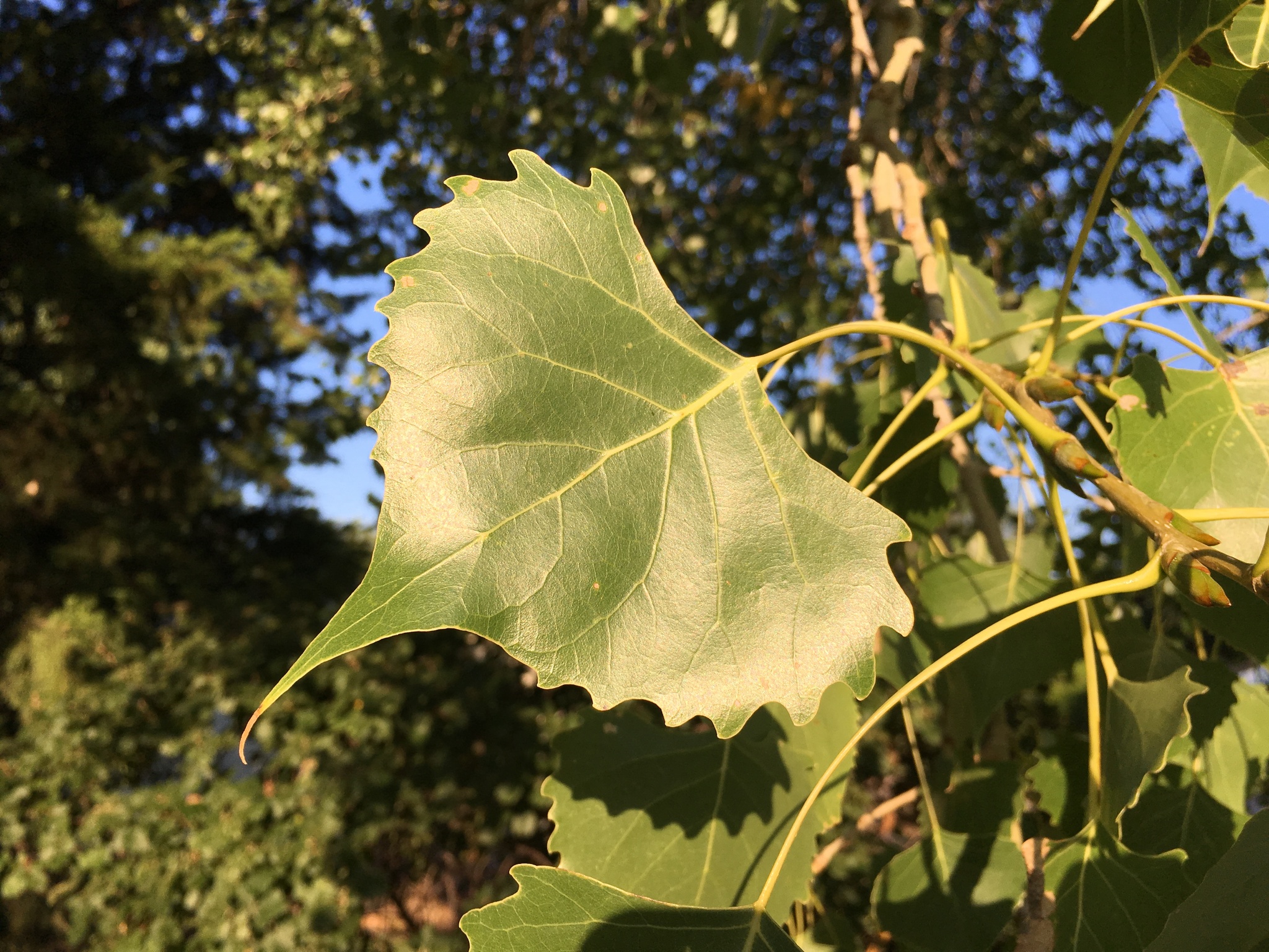 Populus deltoides ssp. monilifera