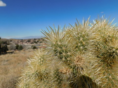 Cylindropuntia