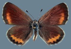 Euphilotes spaldingi spaldingi