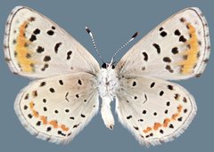 Euphilotes spaldingi spaldingi
