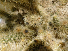 Cylindropuntia