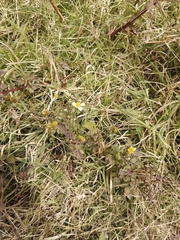 Bidens odorata