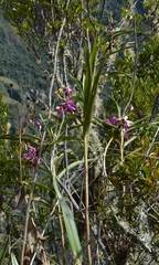 Sobralia dichotoma