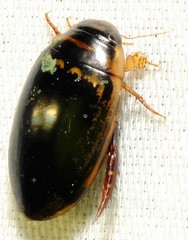 Thermonectus