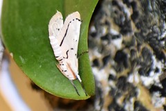Linosta centralis